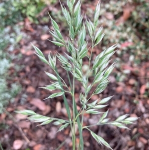 Rytidosperma richardsonii at Campbell, ACT - 6 Jan 2022 11:52 AM