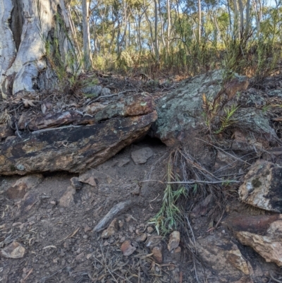 Varanus rosenbergi (Heath or Rosenberg's Monitor) at Mount Ainslie - 23 Apr 2022 by WalterEgo