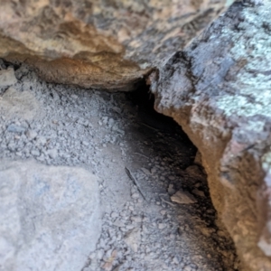 Varanus rosenbergi at Campbell, ACT - 23 Apr 2022