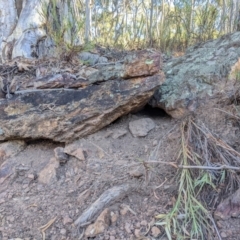 Varanus rosenbergi at Campbell, ACT - 23 Apr 2022