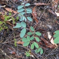 Indigofera australis subsp. australis (Australian Indigo) at Beechworth, VIC - 9 Apr 2022 by Darcy