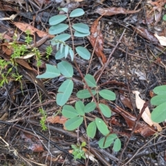 Indigofera australis subsp. australis (Australian Indigo) at Chiltern-Mt Pilot National Park - 9 Apr 2022 by Darcy