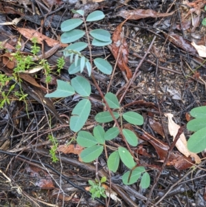 Indigofera australis subsp. australis at Beechworth, VIC - 9 Apr 2022