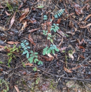 Indigofera australis subsp. australis at Beechworth, VIC - 9 Apr 2022 10:50 AM
