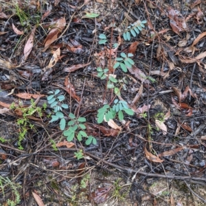Indigofera australis subsp. australis at Beechworth, VIC - 9 Apr 2022