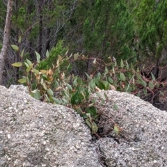 Hardenbergia violacea (False Sarsaparilla) at Chiltern-Mt Pilot National Park - 9 Apr 2022 by Darcy