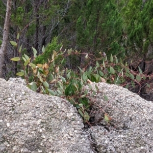 Hardenbergia violacea at Beechworth, VIC - 9 Apr 2022 11:24 AM