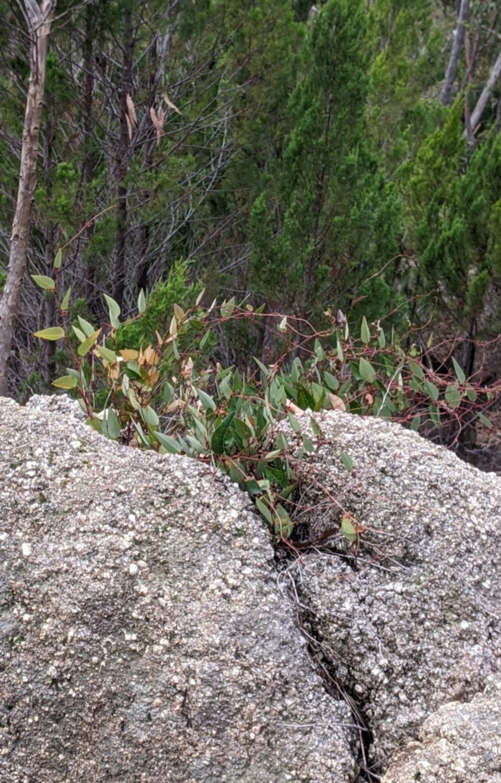 Hardenbergia violacea at Beechworth, VIC - 9 Apr 2022