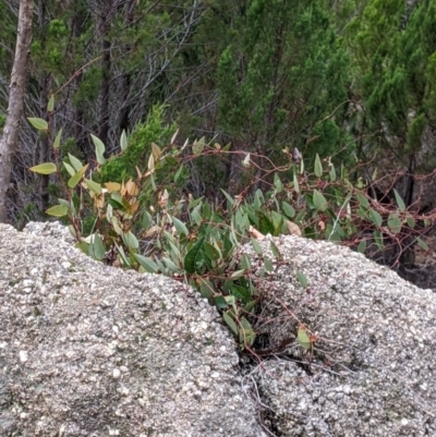 Hardenbergia violacea (False Sarsaparilla) at Beechworth, VIC - 9 Apr 2022 by Darcy