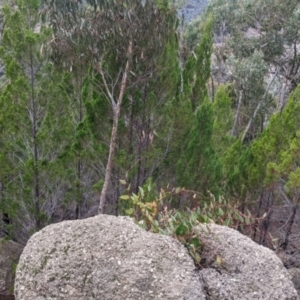 Hardenbergia violacea at Beechworth, VIC - 9 Apr 2022