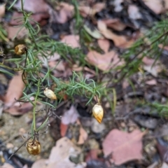 Xerochrysum viscosum (Sticky Everlasting) at Chiltern-Mt Pilot National Park - 9 Apr 2022 by Darcy