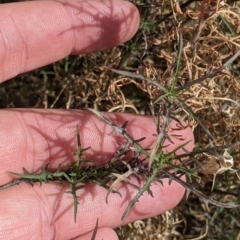 Isotoma axillaris (Australian Harebell, Showy Isotome) at Chiltern, VIC - 9 Apr 2022 by Darcy