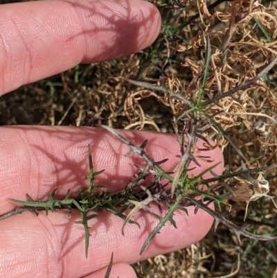 Isotoma axillaris (Australian Harebell, Showy Isotome) at Chiltern, VIC - 9 Apr 2022 by Darcy