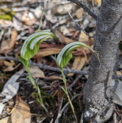 Diplodium ampliatum (Large Autumn Greenhood) at Chiltern-Mt Pilot National Park - 9 Apr 2022 by Darcy