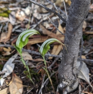 Diplodium ampliatum at Chiltern, VIC - suppressed