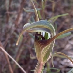 Diplodium laxum (Antelope greenhood) at Fadden, ACT - 10 Apr 2022 by AnneG1