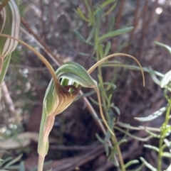 Diplodium laxum at Fadden, ACT - 10 Apr 2022