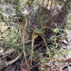 Diplodium laxum at Fadden, ACT - 10 Apr 2022