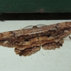 Scioglyptis lyciaria (White-patch Bark Moth) at Flynn, ACT - 10 Apr 2022 by Christine