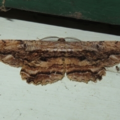 Scioglyptis lyciaria at Flynn, ACT - 10 Apr 2022 05:31 PM