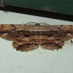 Scioglyptis lyciaria at Flynn, ACT - 10 Apr 2022