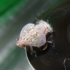 Siphanta sp. (genus) (Green planthopper, Torpedo bug) at Flynn, ACT - 10 Apr 2022 by Christine