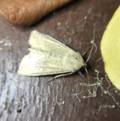 Mythimna (Pseudaletia) convecta at Garran, ACT - 1 Apr 2022