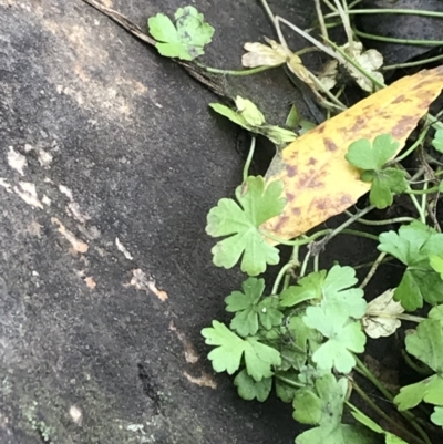 Hydrocotyle sibthorpioides (A Pennywort) at Acton, ACT - 8 Apr 2022 by Tapirlord