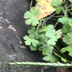 Hydrocotyle sibthorpioides at Acton, ACT - 8 Apr 2022