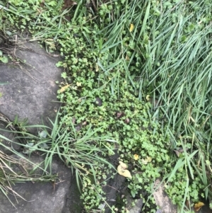 Hydrocotyle sibthorpioides at Acton, ACT - 8 Apr 2022