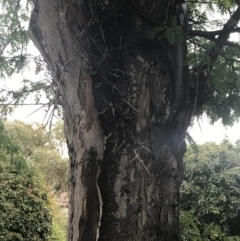 Gleditsia triacanthos at Garran, ACT - 7 Apr 2022 02:53 PM