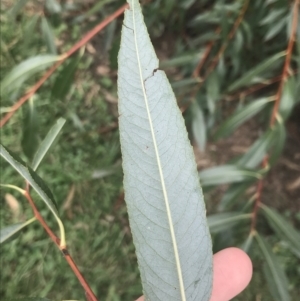 Salix nigra at Phillip, ACT - 6 Apr 2022