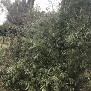 Salix nigra at Phillip, ACT - 6 Apr 2022