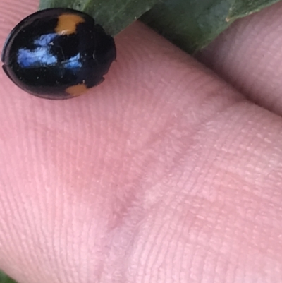 Orcus bilunulatus (Ladybird beetle) at Phillip, ACT - 6 Apr 2022 by Tapirlord