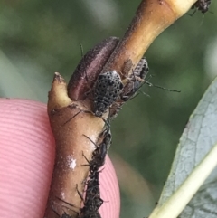 Tuberolachnus salignus at Phillip, ACT - 6 Apr 2022