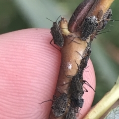 Tuberolachnus salignus at Phillip, ACT - 6 Apr 2022