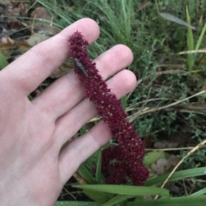 Amaranthus caudatus at Curtin, ACT - 2 Apr 2022