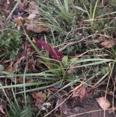 Amaranthus caudatus at Curtin, ACT - 2 Apr 2022