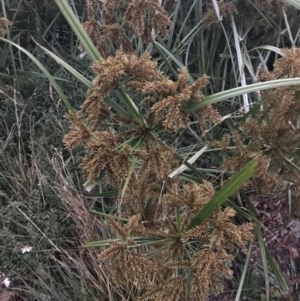 Cyperus exaltatus at Curtin, ACT - 2 Apr 2022 07:07 PM