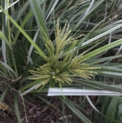 Cyperus exaltatus at Curtin, ACT - 2 Apr 2022 07:07 PM