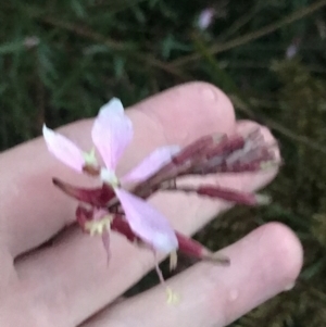 Oenothera lindheimeri at Curtin, ACT - 2 Apr 2022