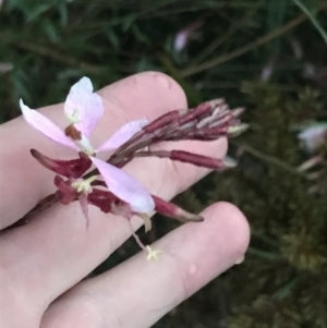 Oenothera lindheimeri at Curtin, ACT - 2 Apr 2022