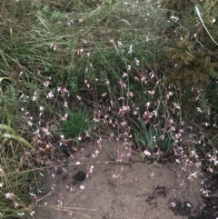 Oenothera lindheimeri at Curtin, ACT - 2 Apr 2022