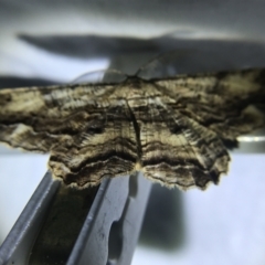 Scioglyptis lyciaria (White-patch Bark Moth) at Garran, ACT - 1 Apr 2022 by Tapirlord