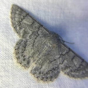 Crypsiphona ocultaria at Garran, ACT - 1 Apr 2022