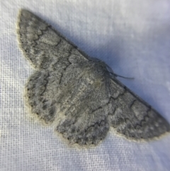 Crypsiphona ocultaria at Garran, ACT - 1 Apr 2022