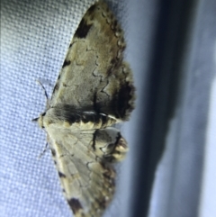 Sandava xylistis (Rusty Snout) at Red Hill to Yarralumla Creek - 1 Apr 2022 by Tapirlord