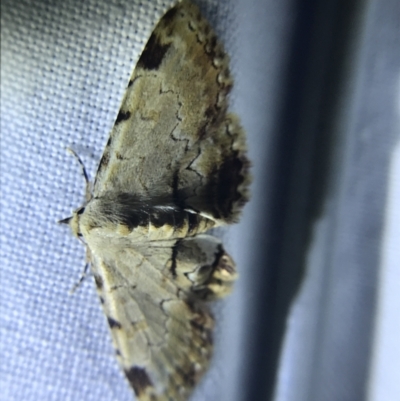 Sandava xylistis (Rusty Snout) at Hughes Garran Woodland - 1 Apr 2022 by Tapirlord