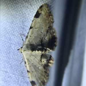 Sandava xylistis at Garran, ACT - 1 Apr 2022