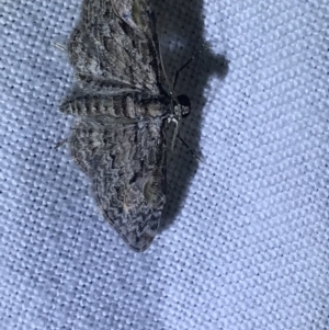 Phrissogonus laticostata at Garran, ACT - 1 Apr 2022